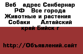 Веб – адрес Сенбернар.РФ - Все города Животные и растения » Собаки   . Алтайский край,Бийск г.